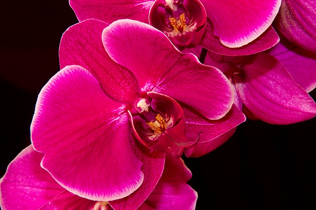 orchidea fialová