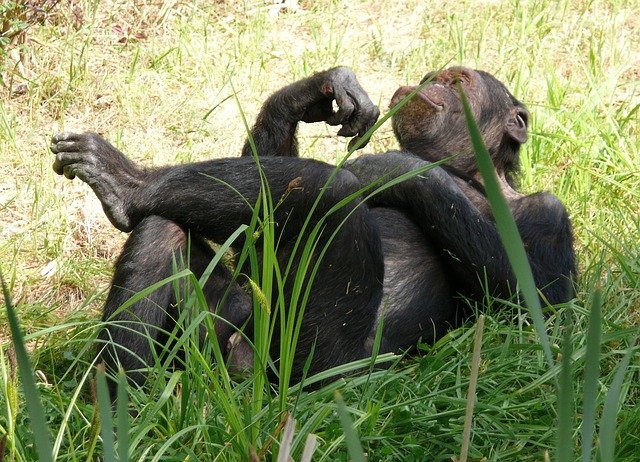 opice šimpanz