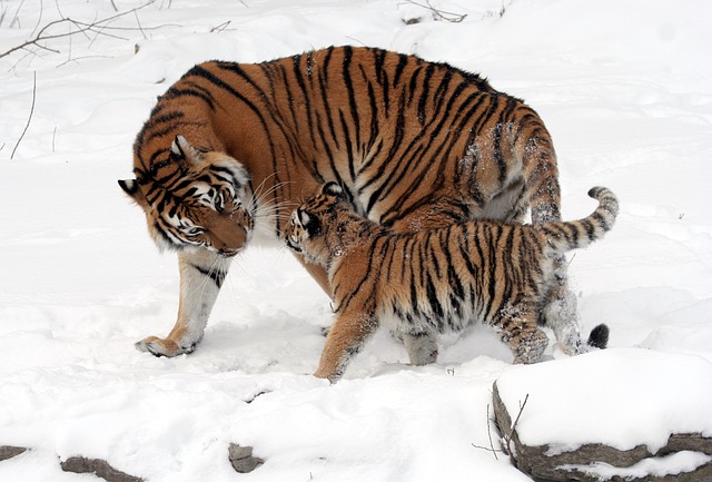 tygr s mládětem