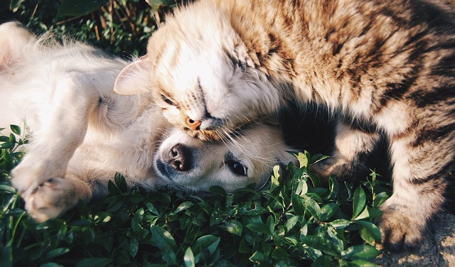 kočka a pes jako přátelé